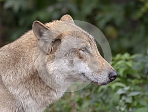 Grey Wolf Canis lupus Portrait - captive animal