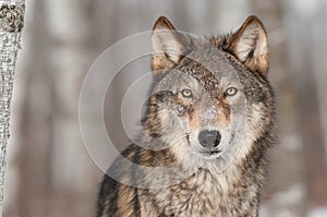 Grey Wolf (Canis lupus) Portrait photo