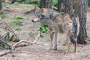 Grey Wolf Canis lupus