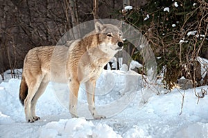 Grey Wolf (Canis lupus) Portrait captive animal standing in snow