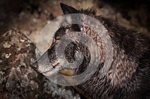 Grey Wolf Canis lupus Profile