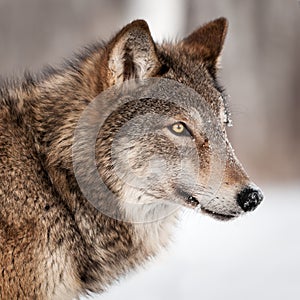 Grey Wolf (Canis lupus) Profile