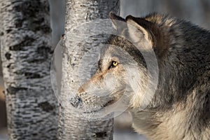 Grey Wolf Canis lupus Profile Against Tree Trunks