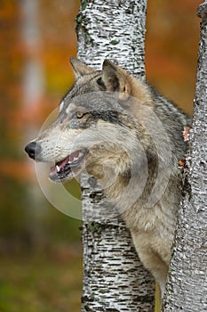 Grey Wolf Canis lupus Profile Between Birch Trees Autumn