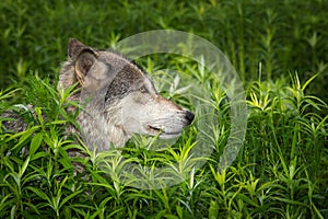 Grey Wolf Canis lupus Profile in High Grass Summer