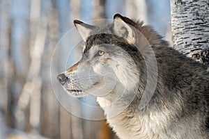 Grey Wolf Canis lupus Profile Left