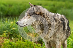 Grey Wolf Canis lupus Profile Left