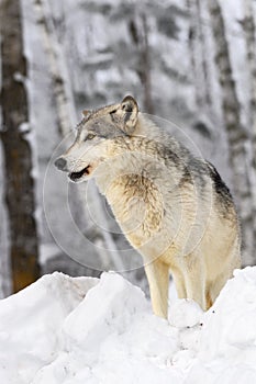 Grey Wolf (Canis lupus) in Profile Looking Left Mouth Slightly Open Winter