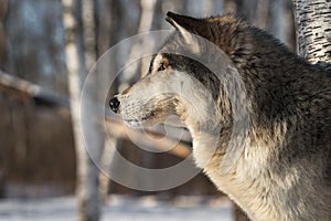 Grey Wolf Canis lupus Profile Looks Left Side Eye Winter