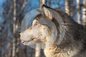 Grey Wolf Canis lupus Profile Tongue Out