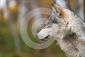 Grey Wolf Canis lupus Profile in Woods Autumn