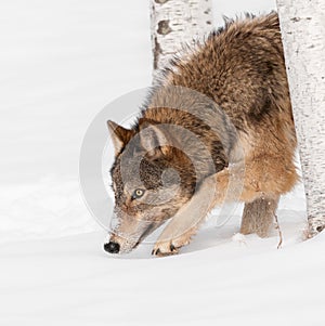 Grey Wolf (Canis lupus) Prowl photo