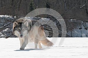 Grey Wolf (Canis lupus) Prowls on Riverbed