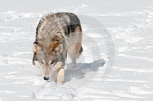 Grey Wolf (Canis lupus) Prowls Toward Viewer Through Snow