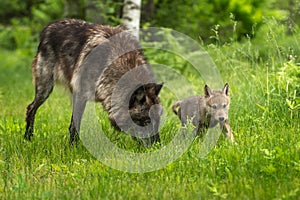 Grey Wolf Canis lupus With Pup
