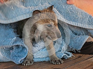 Grey Wolf (Canis lupus) Pup Bathtime