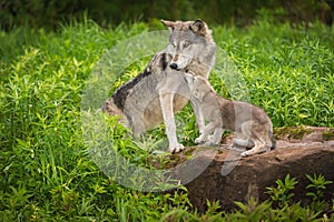 Grey Wolf Canis lupus Pup Begs From Adult