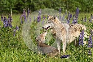 Grey Wolf (Canis lupus) Pup Begs From Yearling