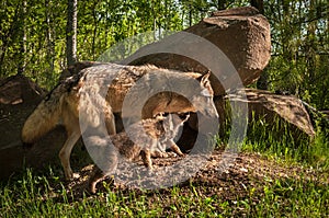 Grey Wolf Canis lupus Pup Chase After Adult