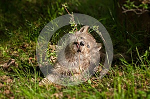 Grey Wolf Canis lupus Pup Chews on Plant