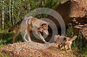 Grey Wolf (Canis lupus) and Pup Come Together