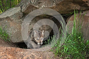 Grey Wolf Canis lupus Pup Crawls Out of Den