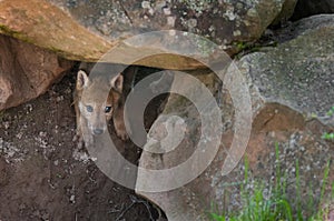 Grey Wolf (Canis lupus) Pup Creeps out of Den photo