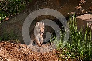 Grey Wolf (Canis lupus) Pup Emerges from Den Yawning