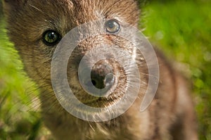 Grey Wolf Canis lupus Pup Extreme Close Up