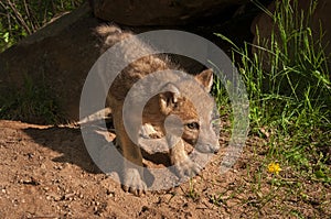 Grey Wolf Canis lupus Pup in Front of Den