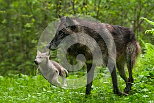 Grey Wolf Canis lupus and Pup Go Left