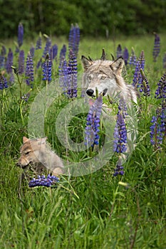 Grey Wolf Canis lupus and Pup in Grass