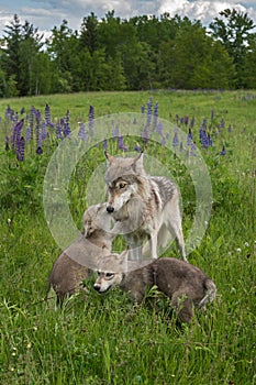 Grey Wolf Canis lupus Pup Greets Yearling