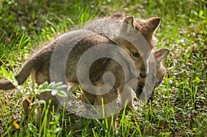 Grey Wolf Canis lupus Pup Jumps on Sibling