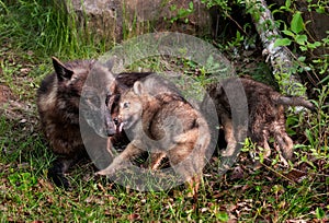 Grey Wolf (Canis lupus) Pup Licks Mother's Mouth