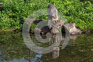 Grey Wolf (Canis lupus) And Pup Look Into Water Ripples Summer