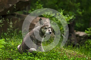 Grey Wolf (Canis lupus) Pup Looks Back