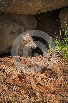 Grey Wolf Canis lupus Pup Looks Right Of Den