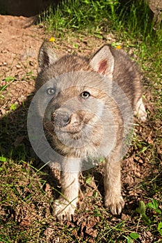 Grey Wolf Canis lupus Pup Looks Up