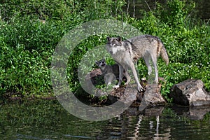 Grey Wolf (Canis lupus) Pup Looks Up at Adult on Rocks Summer