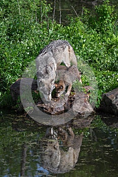 Grey Wolf (Canis lupus) and Pup Nose to Rock Reflected Summer