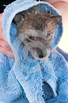 Grey Wolf (Canis lupus) Pup Not Enjoying Post Bath Rubdown