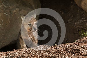 Grey Wolf (Canis lupus) Pup Pokes Head out of Den