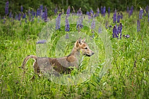 Grey Wolf Canis lupus Pup Pops Up in Lupine Field