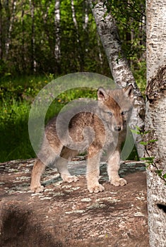 Grey Wolf (Canis lupus) Pup on Rock