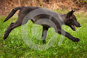 Grey Wolf Canis lupus Pup Runs Right