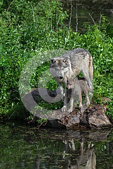 Grey Wolf (Canis lupus) and Pup Stand Side By Side on Rock Summer