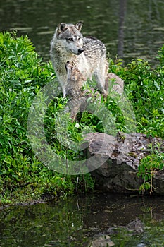 Grey Wolf Canis lupus Pup Stares Up at Adult Summer