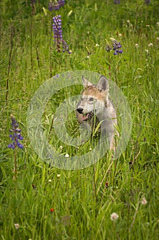 Grey Wolf Canis lupus Pup Steps Through Grass