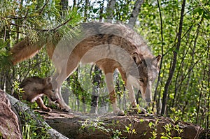 Grey Wolf (Canis lupus) and Pup Walk onto Rock